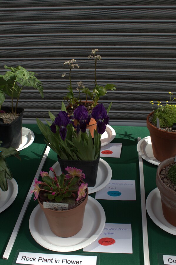 Spring Show 2026 NW Alpine Garden Society 